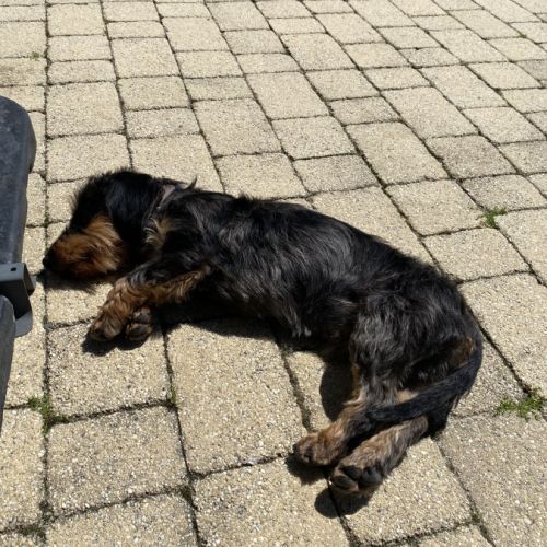 Cherche nouvelle famille pour notre teckel nain #4