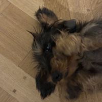 Cherche nouvelle famille pour notre teckel nain #1