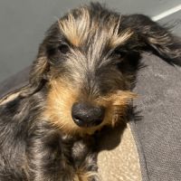 Cherche nouvelle famille pour notre teckel nain #2