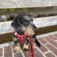 Cherche nouvelle famille pour notre teckel nain