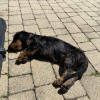 Cherche nouvelle famille pour notre teckel nain #4