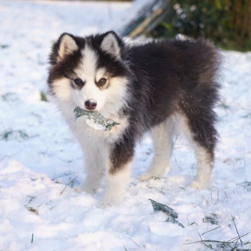 Chiots type pomsky f4 #2