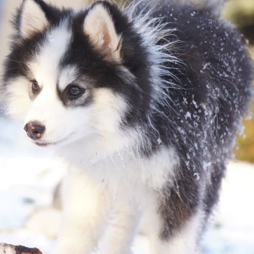 Chiots type pomsky f4 #3