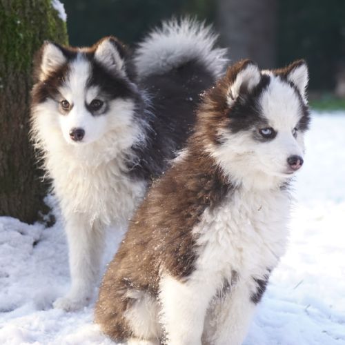 Chiots type pomsky f4 #4