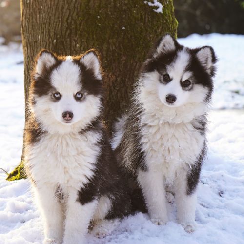 Chiots type pomsky f4 #5