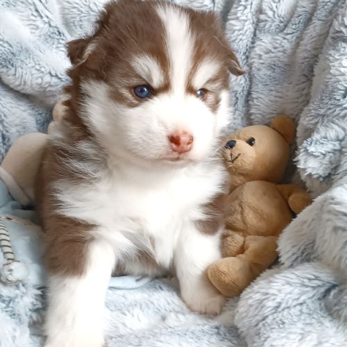 Chiots type pomsky f4