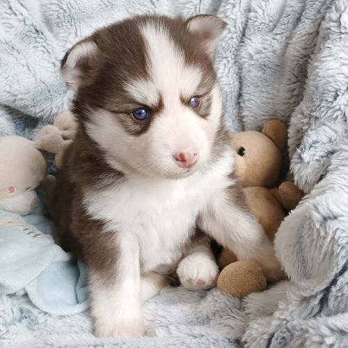 Chiots type pomsky f4 #2