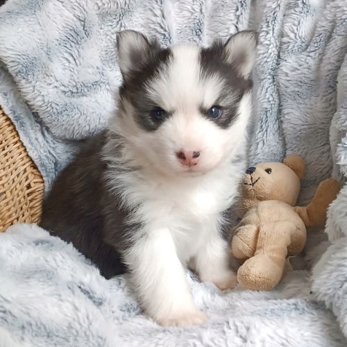 Chiots type pomsky f4 #4