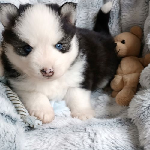 Chiots type pomsky f4 #5