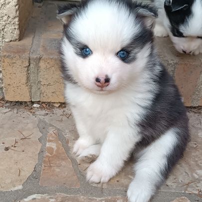 Chiots type pomsky f4 #6
