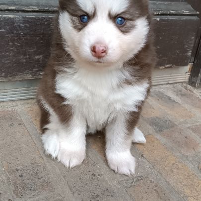 Chiots type pomsky f4 #8