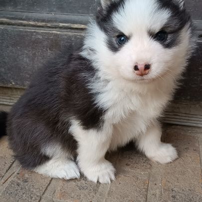 Chiots type pomsky f4 #9