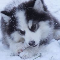Chiots type pomsky f4
