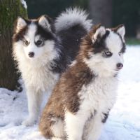 Chiots type pomsky f4 #4