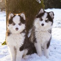 Chiots type pomsky f4 #5
