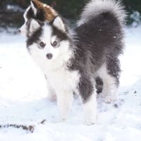 Chiots type pomsky f4 #6