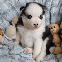 Chiots type pomsky f4 #3