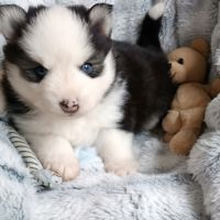 Chiots type pomsky f4 #5