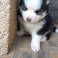 Chiots type pomsky f4 #7