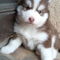Chiots type pomsky f4 #10