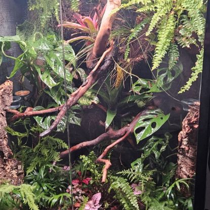 Rechodactyluse chahoua mainsland #0