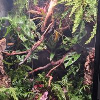 Rechodactyluse chahoua mainsland