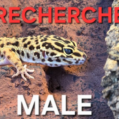 Recherche gecko