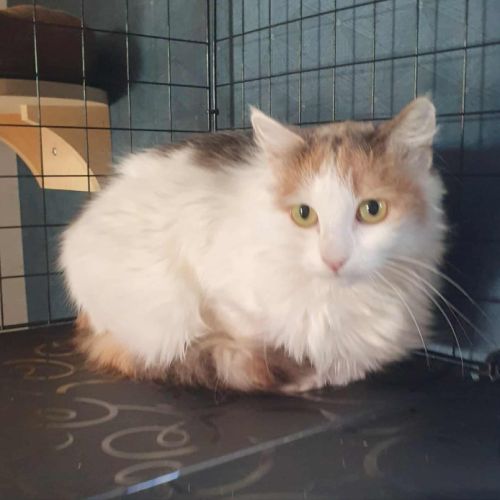 La magnifique vaya #2