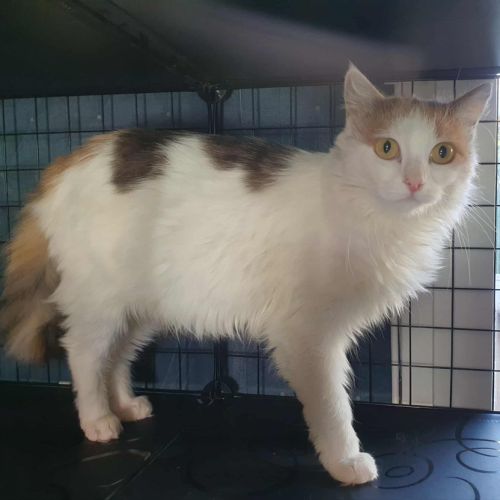 La magnifique vaya #3