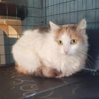 La magnifique vaya #2