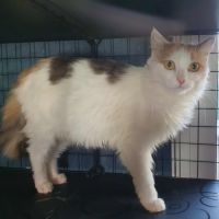 La magnifique vaya #3