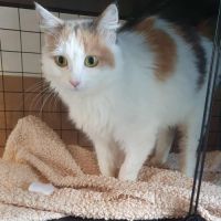 La magnifique vaya #4