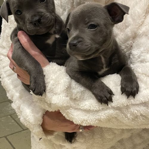 Vends chiots mâles staffie #1