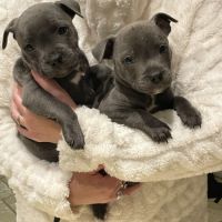 Vends chiots mâles staffie