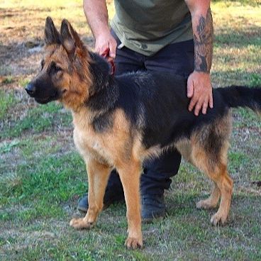 Chien anouka à l adoption #0