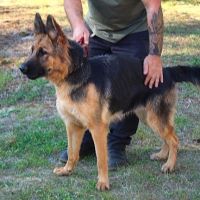 Chien anouka à l adoption