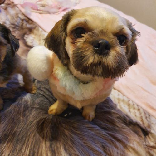 Magnifiques femelle fauves charbonné #0