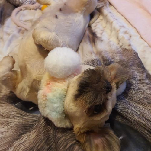 Magnifiques femelle fauves charbonné #2