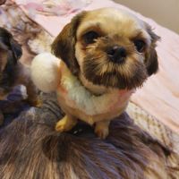 Magnifiques femelle fauves charbonné