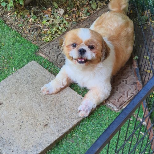 Magnifique mâle tricolores #0