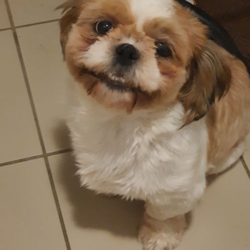 Magnifique mâle tricolores #2