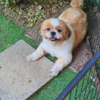 Magnifique mâle tricolores