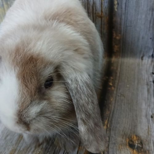 Trois jeunes minilops #1