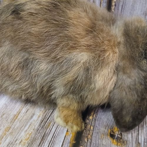 Trois jeunes minilops #3