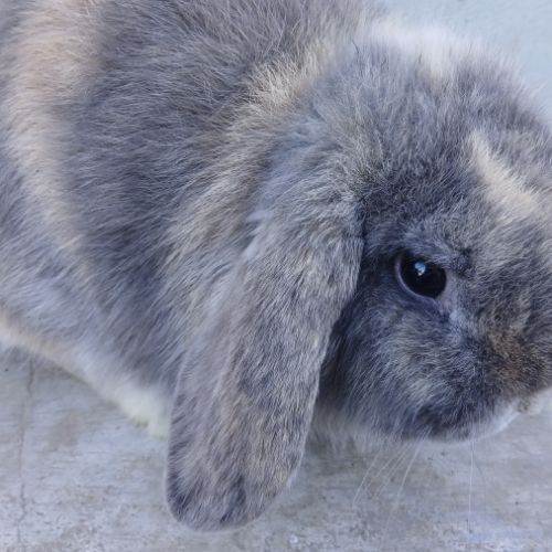 Deux jeunes minilops #1