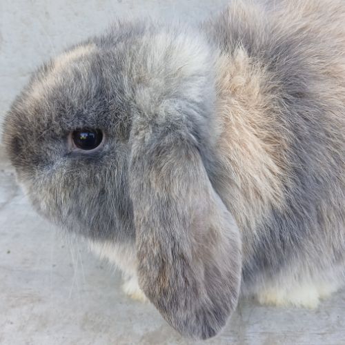 Deux jeunes minilops #2