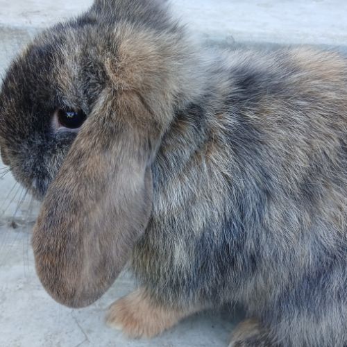 Deux jeunes minilops #3