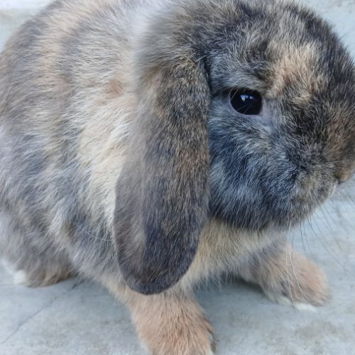 Deux jeunes minilops #5