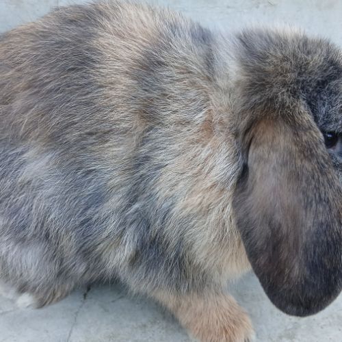 Deux jeunes minilops #6