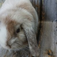 Trois jeunes minilops #1